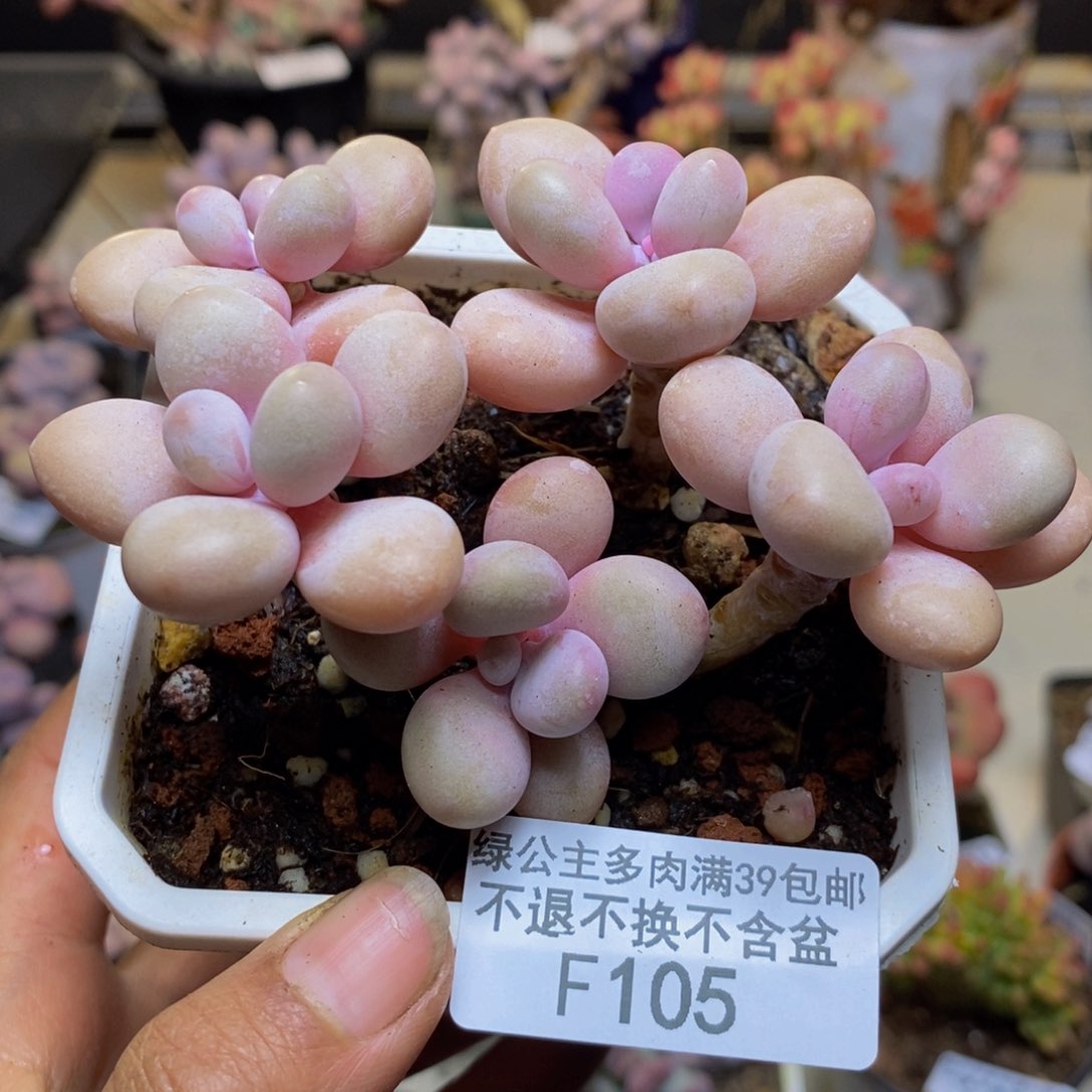 105糖果桃蛋多肉7c m