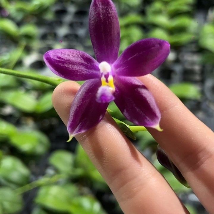 完全开放盾交香妃