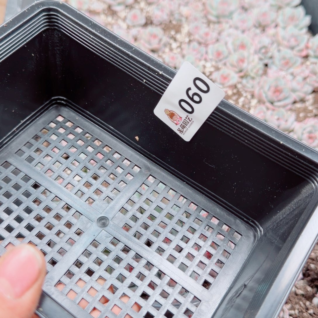 大***妮多肉植物多肉植物