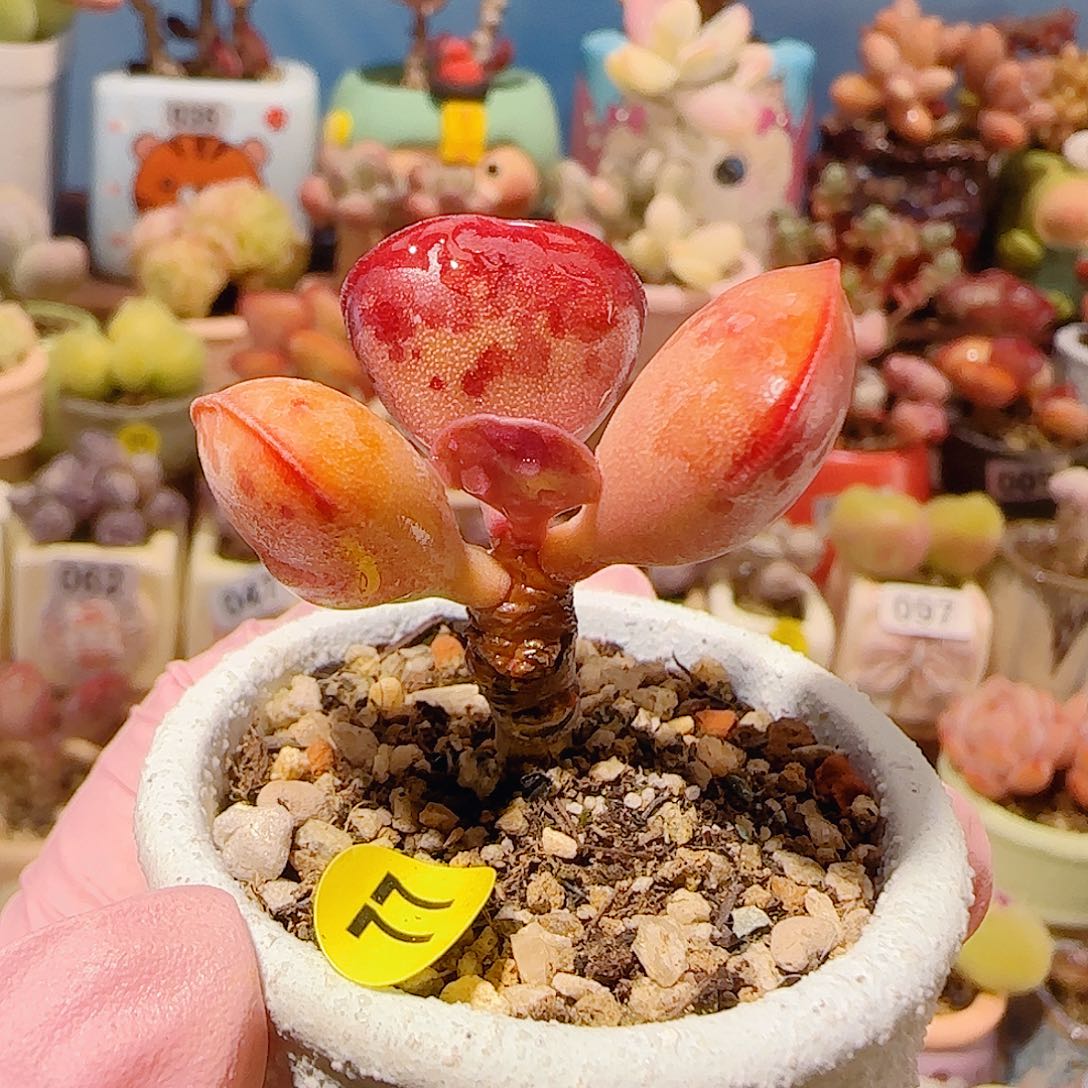 晚***予T爱心水泡带土球盆口4cm