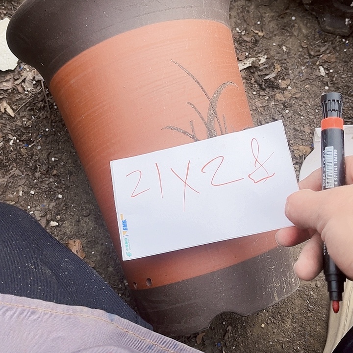 紫砂花盆1111111111