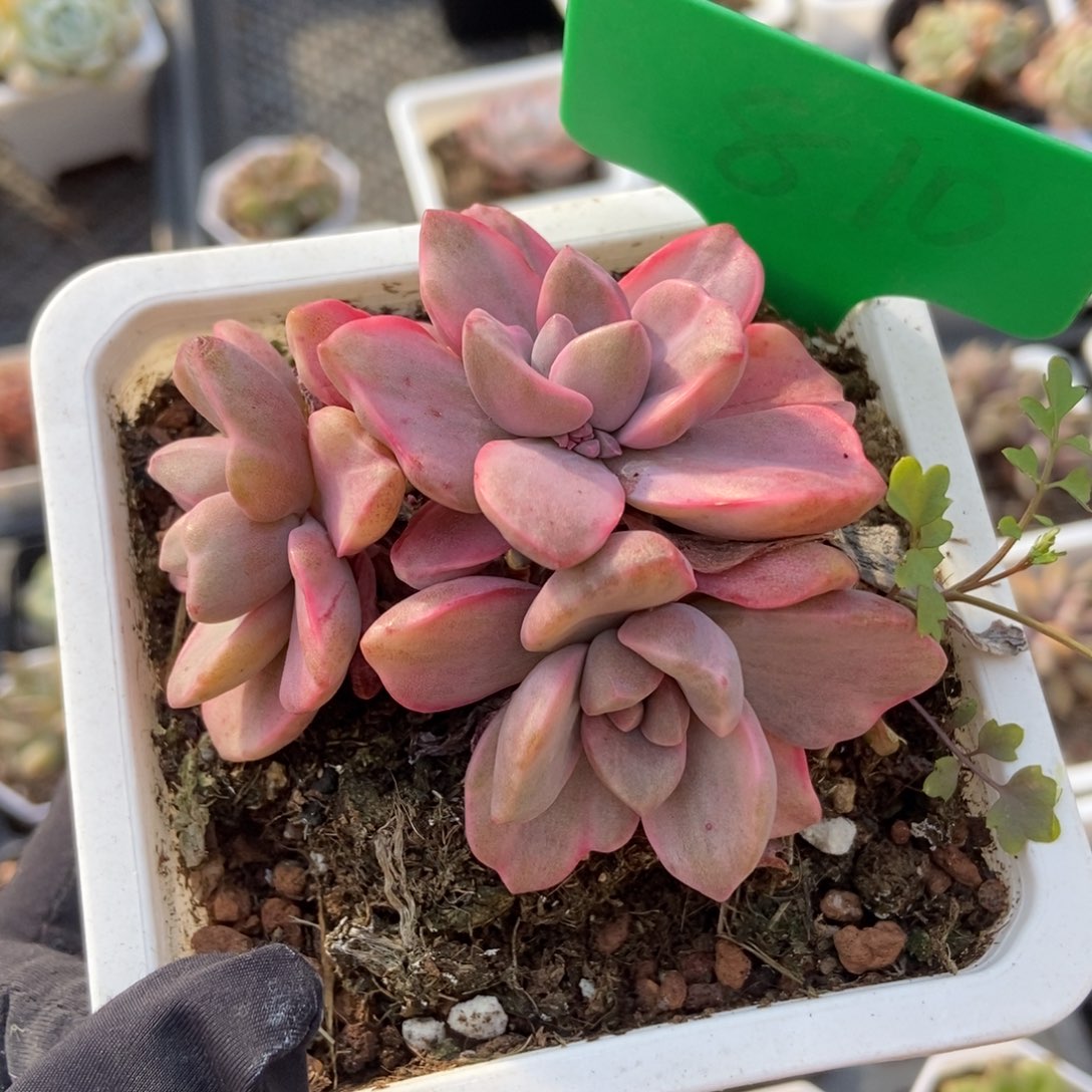 810彩虹糖锦多肉