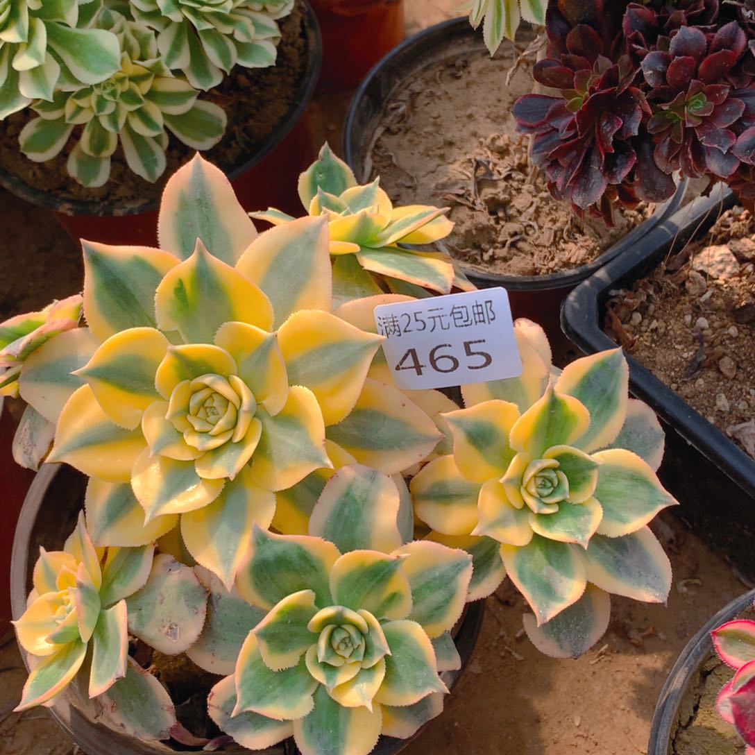 465灿烂老桩多肉植物有掉头
