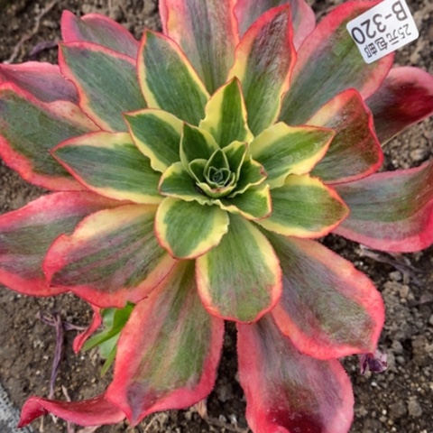 320嫁接魅影满25包邮多肉