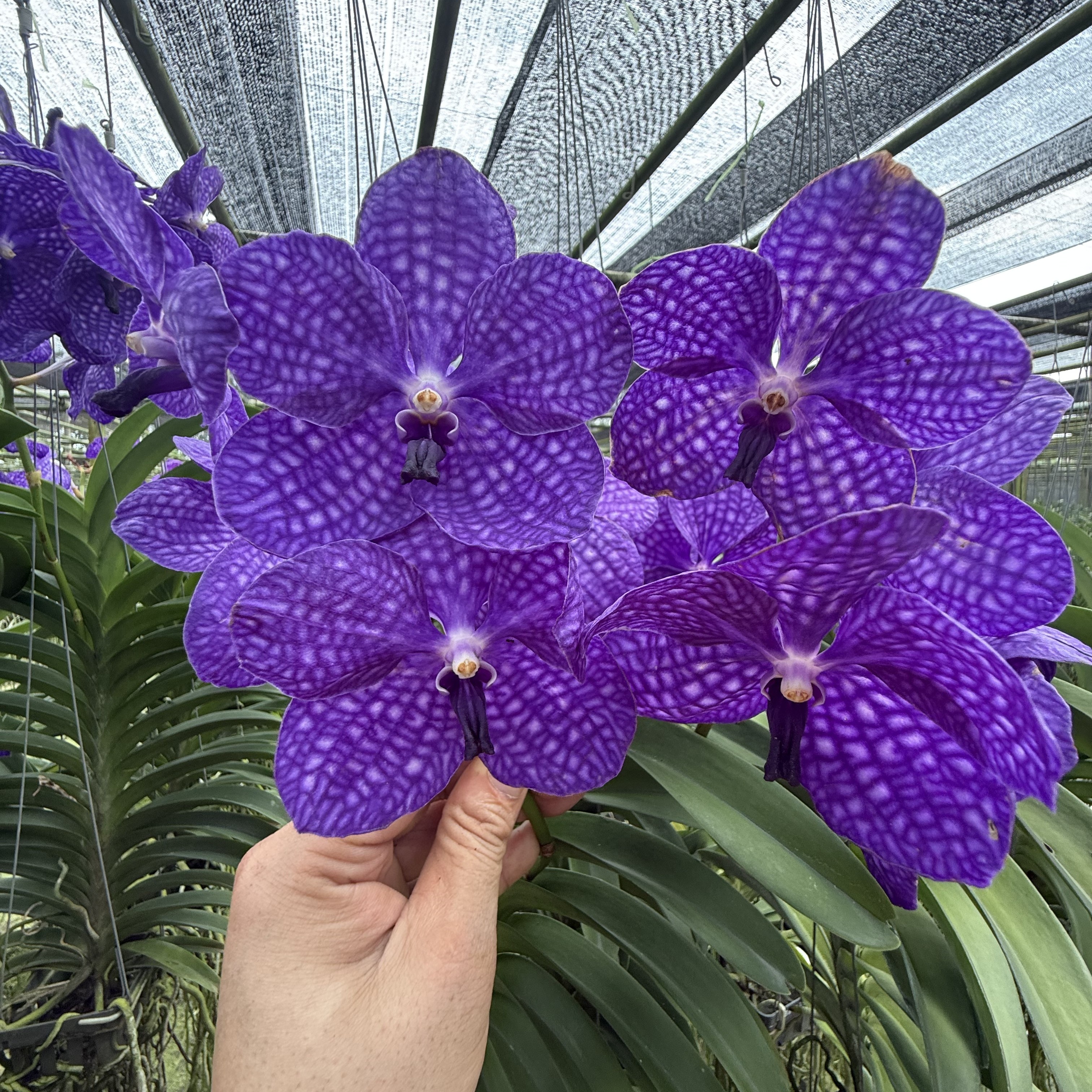 经典万代兰各色花瓣如绒优雅神秘花卉盆栽