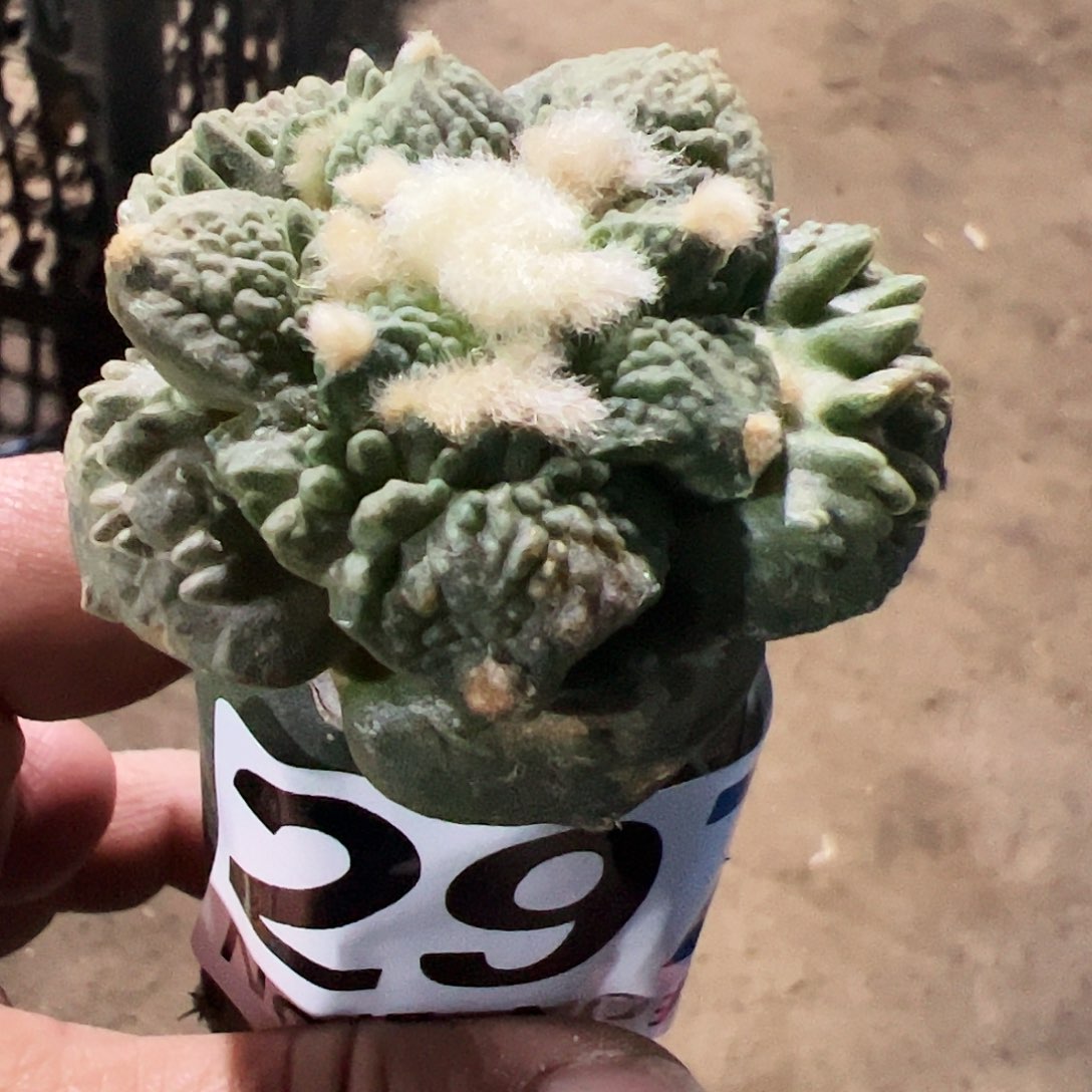 大尤哥斯拉牡丹297