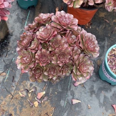 魅金玫瑰13多肉植物法师