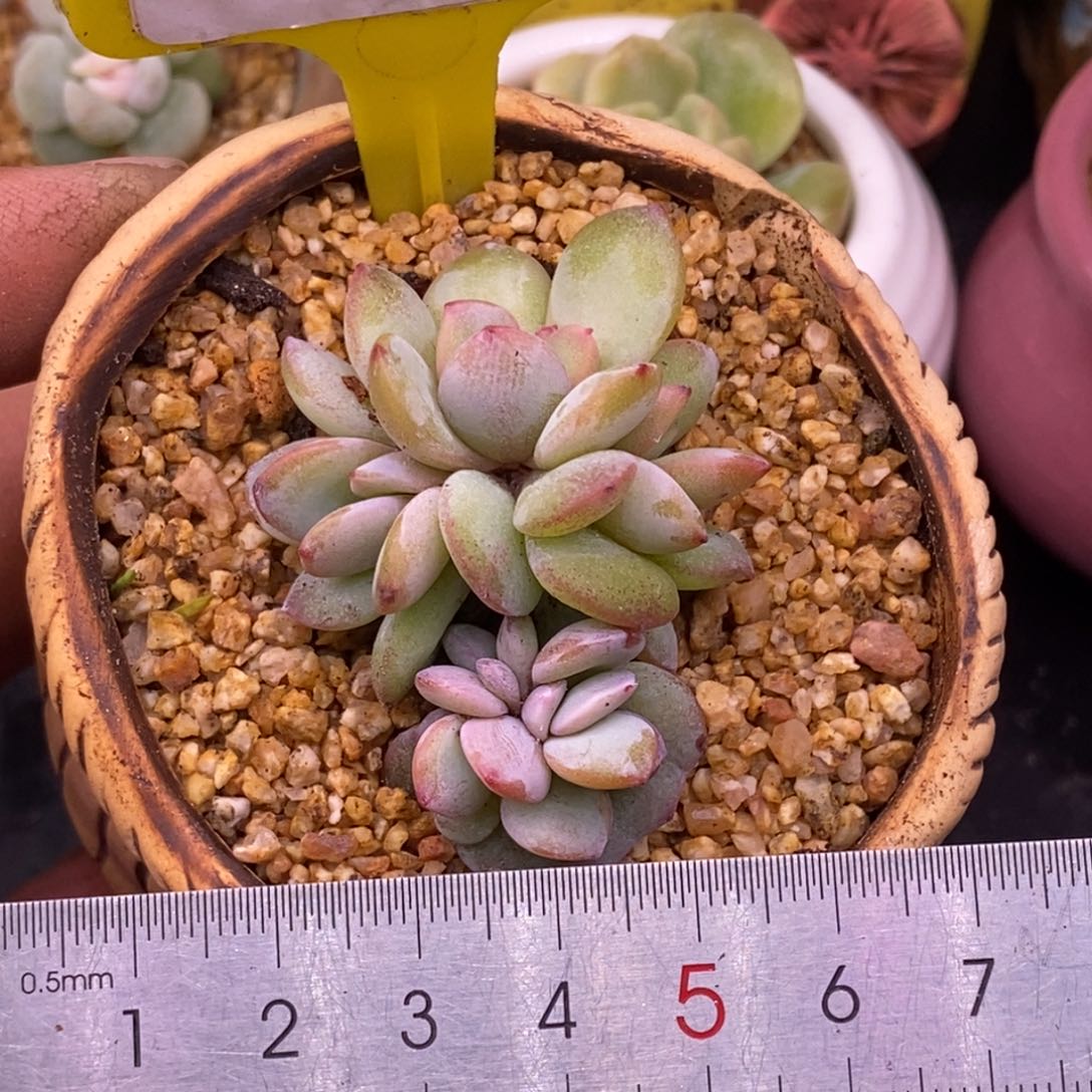 3113奶茶5头朵朵缀…………