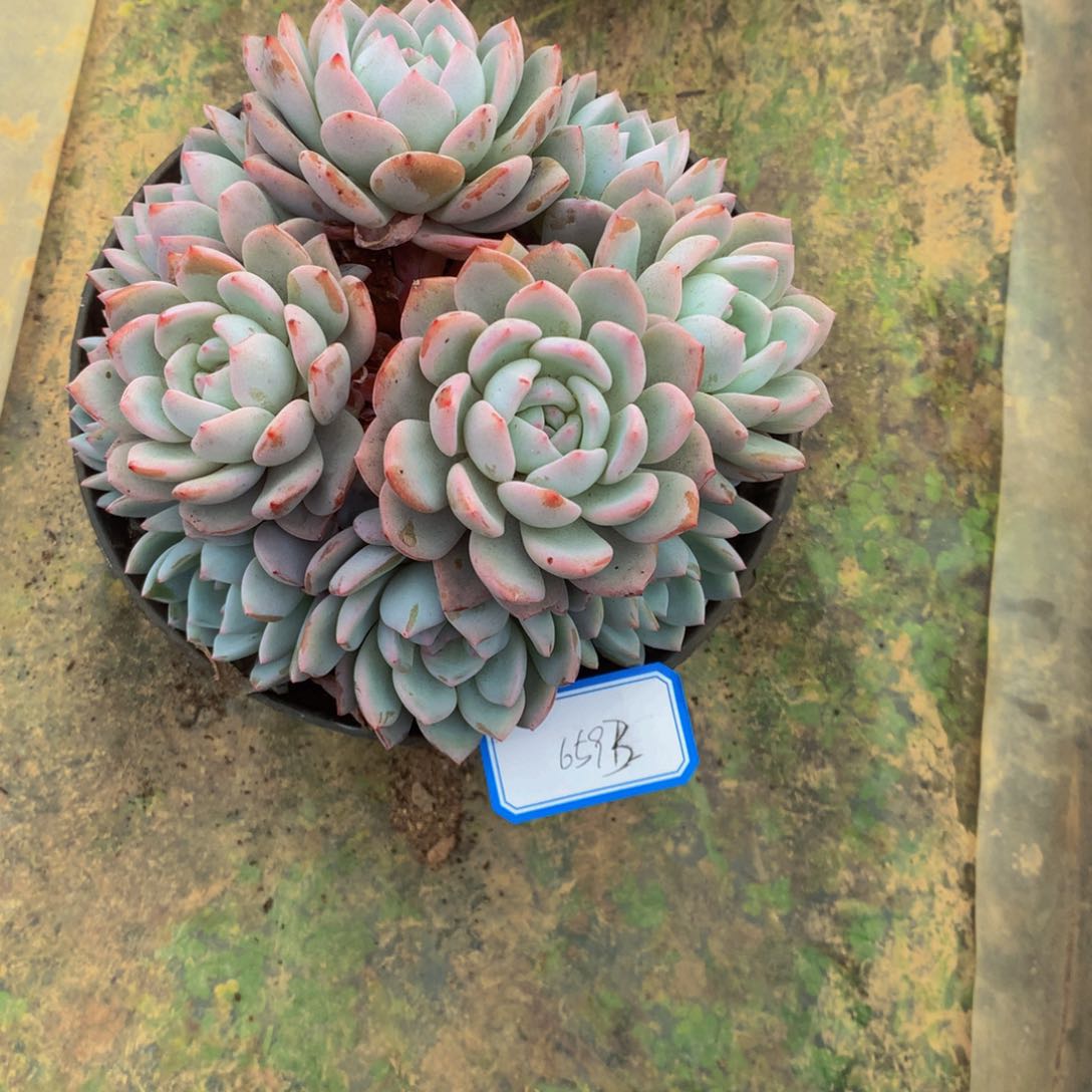 我****仔掐心橙群多肉植物