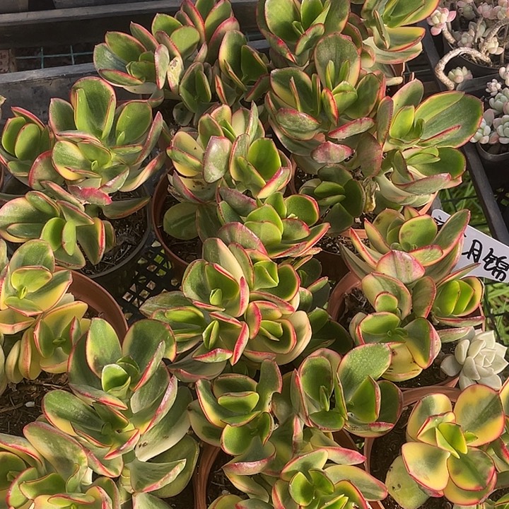 新花月锦量拍18包邮