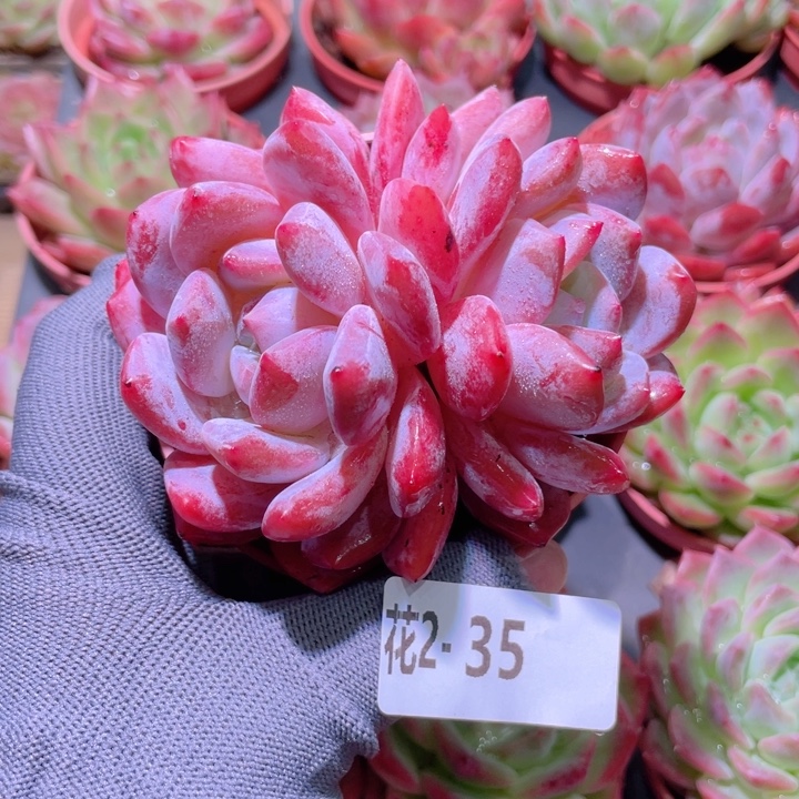 花利美 2-35橙梦露