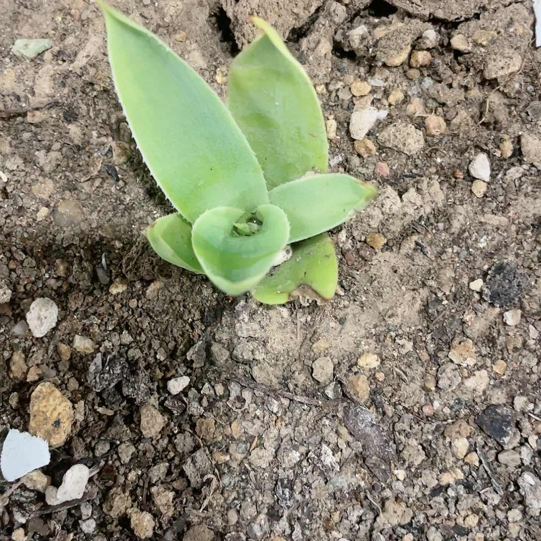 虎*UCB绿荷小苗龙舌兰包邮