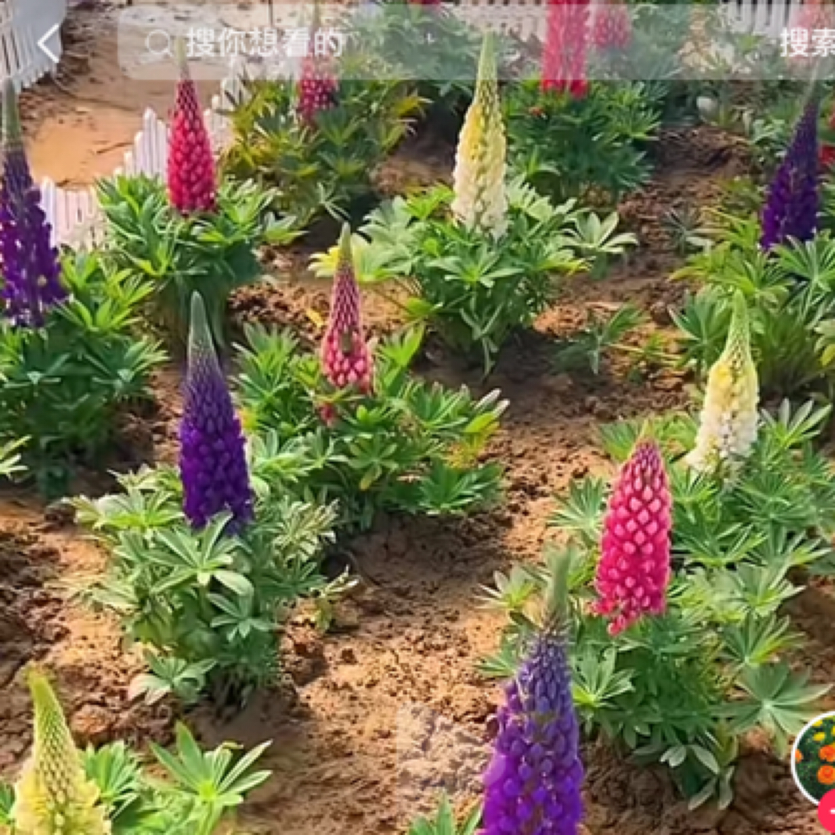 鲁冰花耐寒耐热多年生