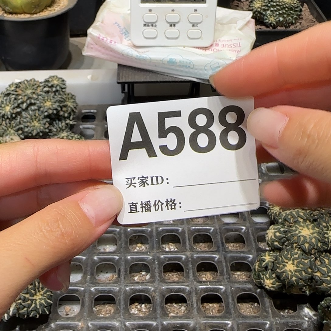 ****g实生仙人球特价一颗