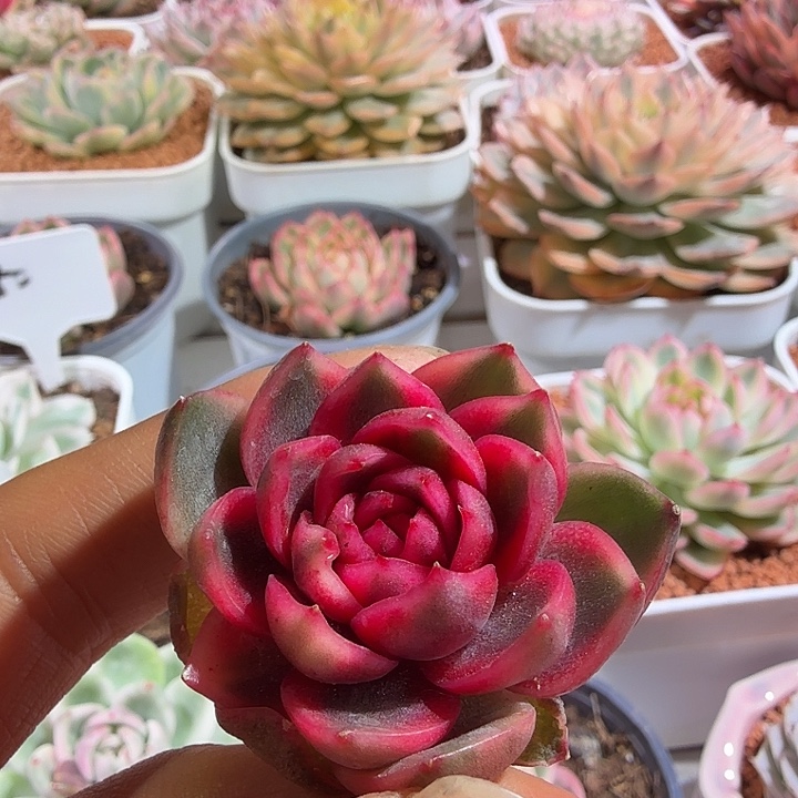 紫水晶头盖多肉植物