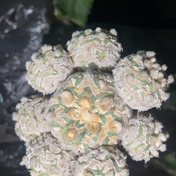 三角接琉璃v手捧哈哈