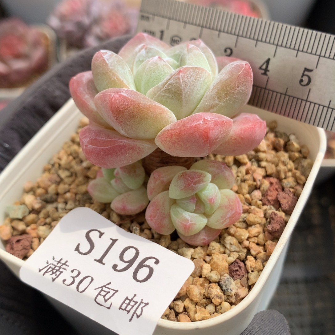 196。粗腿老桩三头冰玉。