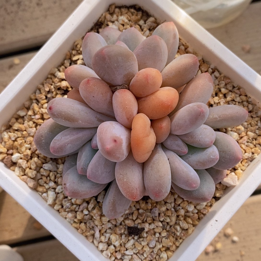 可问主播品种，下滑链接更多品种多肉选择