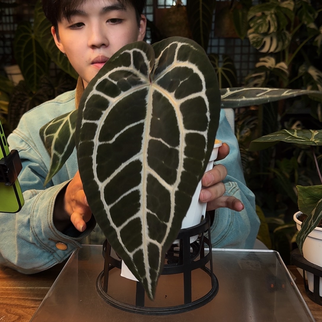 完全开放G09紫水晶米歇尔杂小钻石