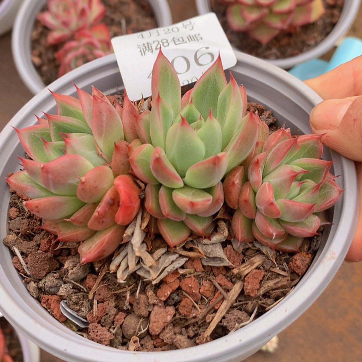 【闪购商品】云406