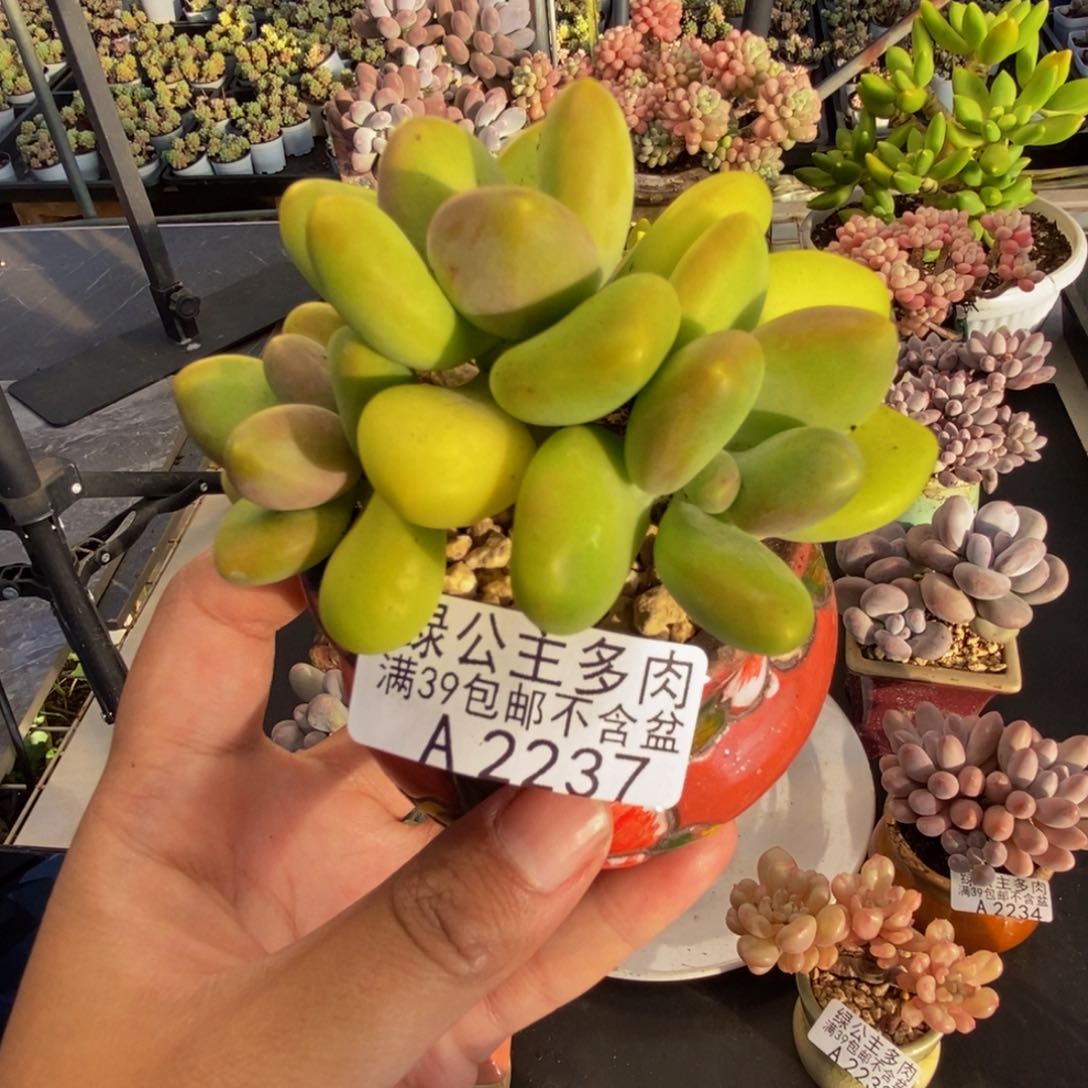 237芒果奶kk奶多肉7c m