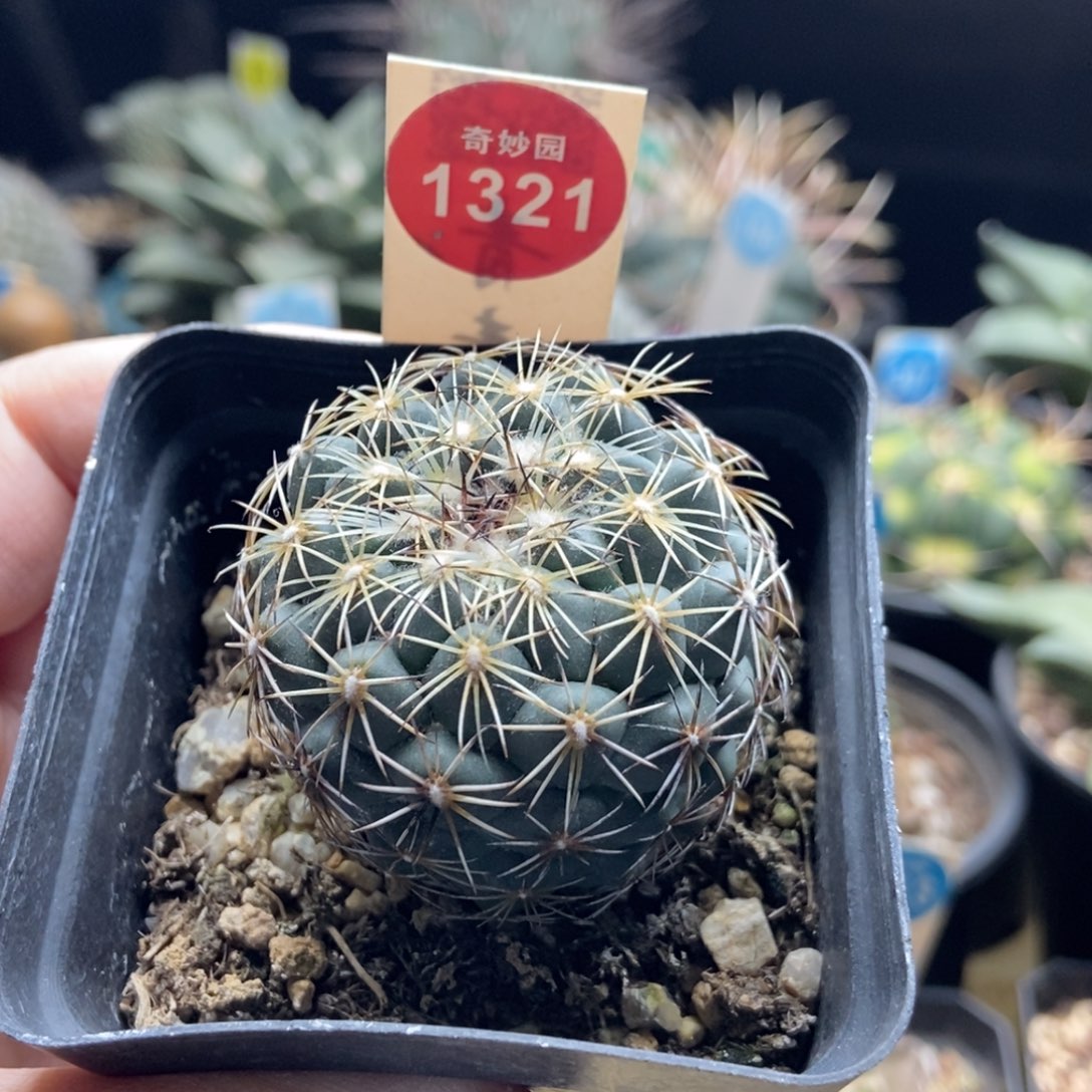 实生伊莎贝拉娇丽4.4cm