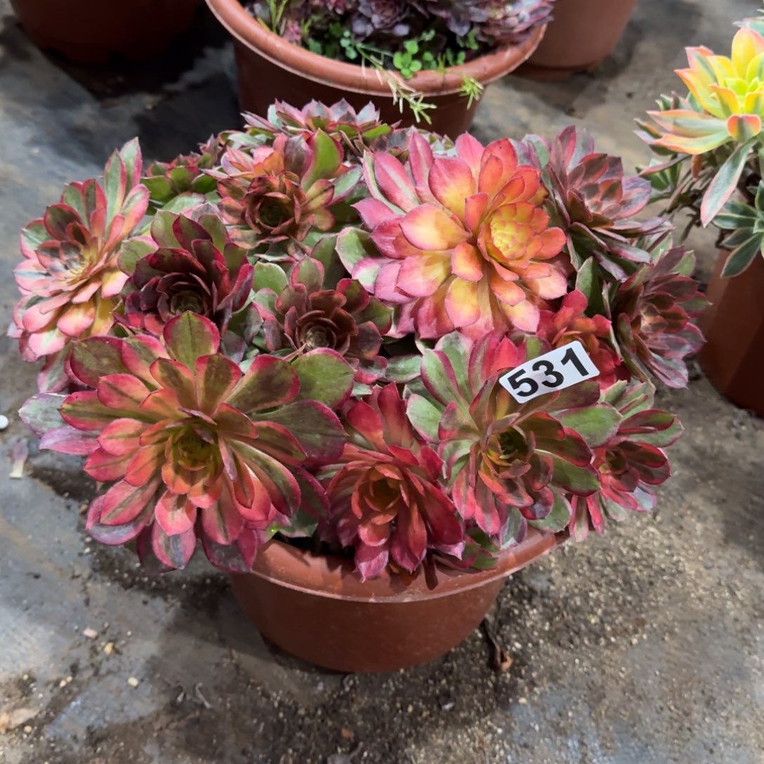 531多肉植物唐三彩