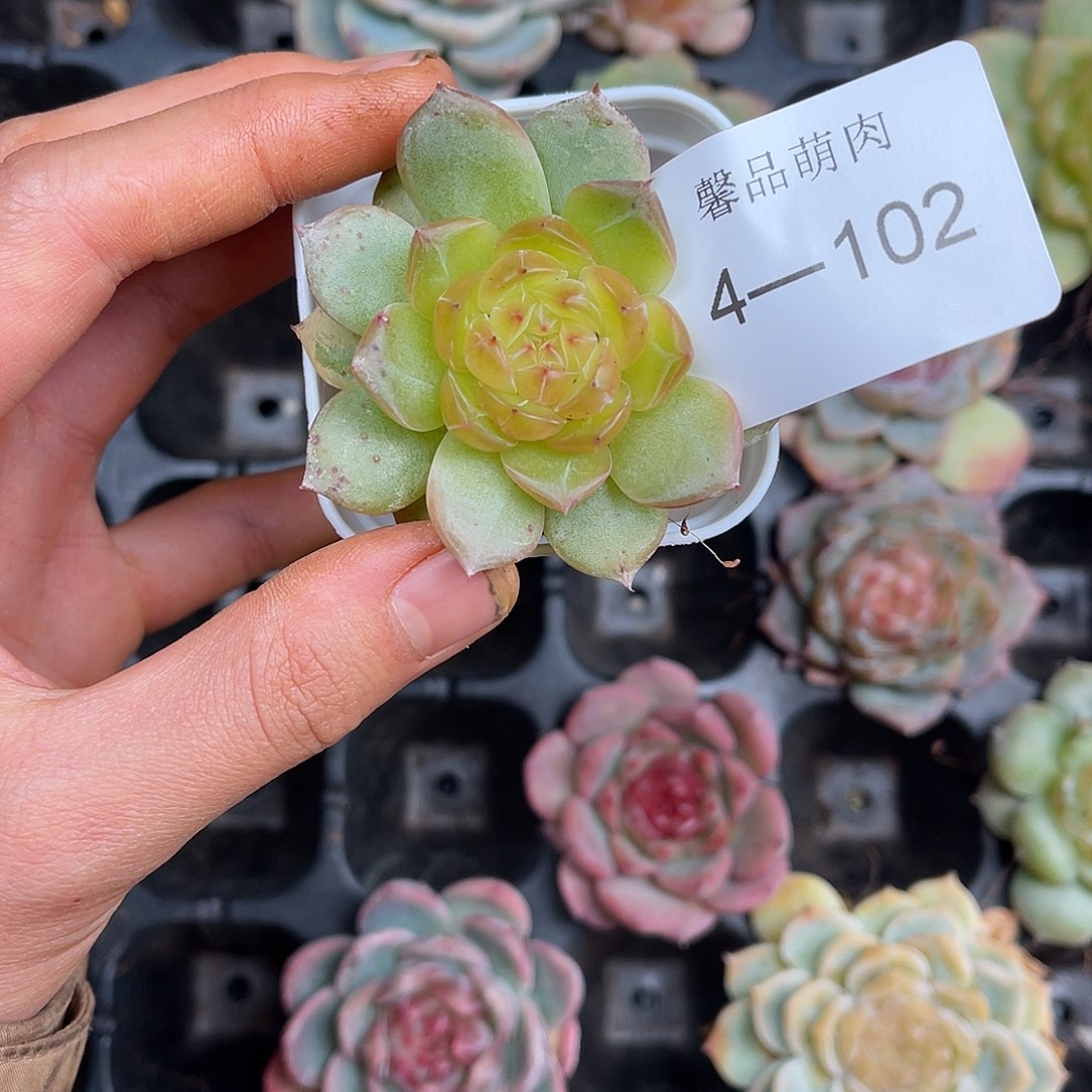 宋***倾多肉一物一拍4-102