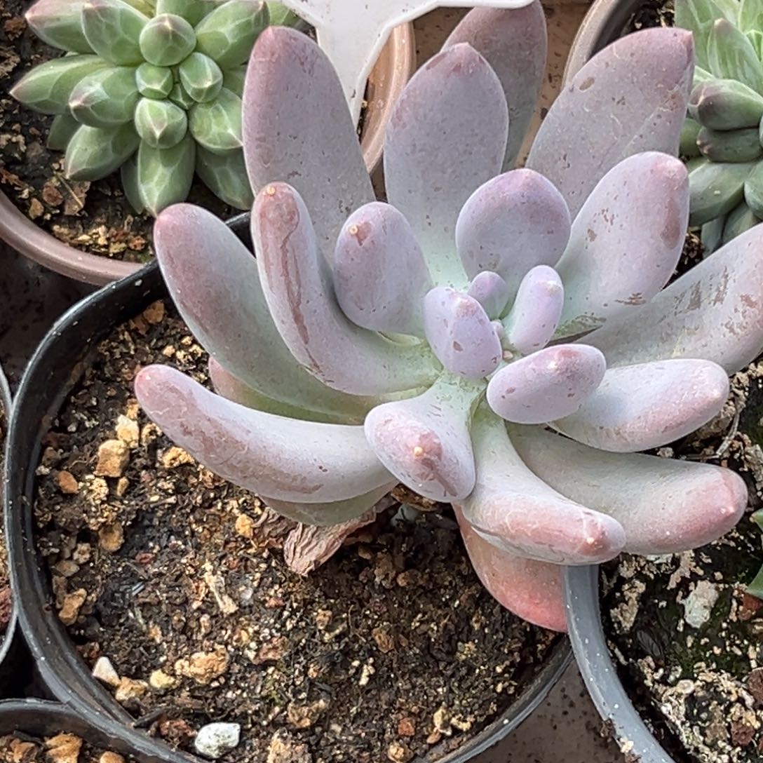 多肉植物普齐飞美人624