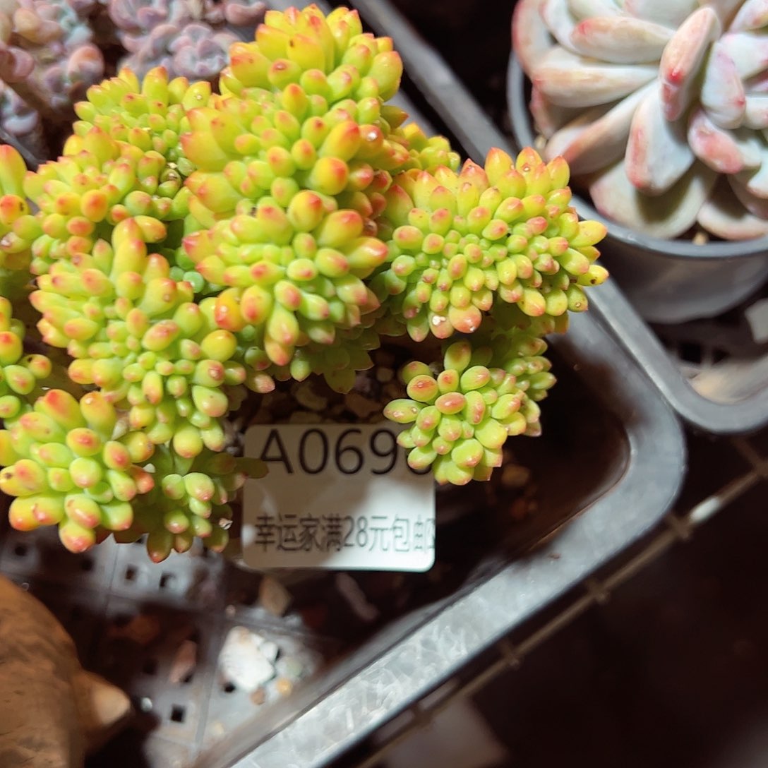 幸运的是我的朋友