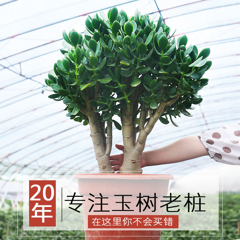 玉树带盆栽好大型多肉老桩盆景客厅室内四季常青多肉植物容易嫁接