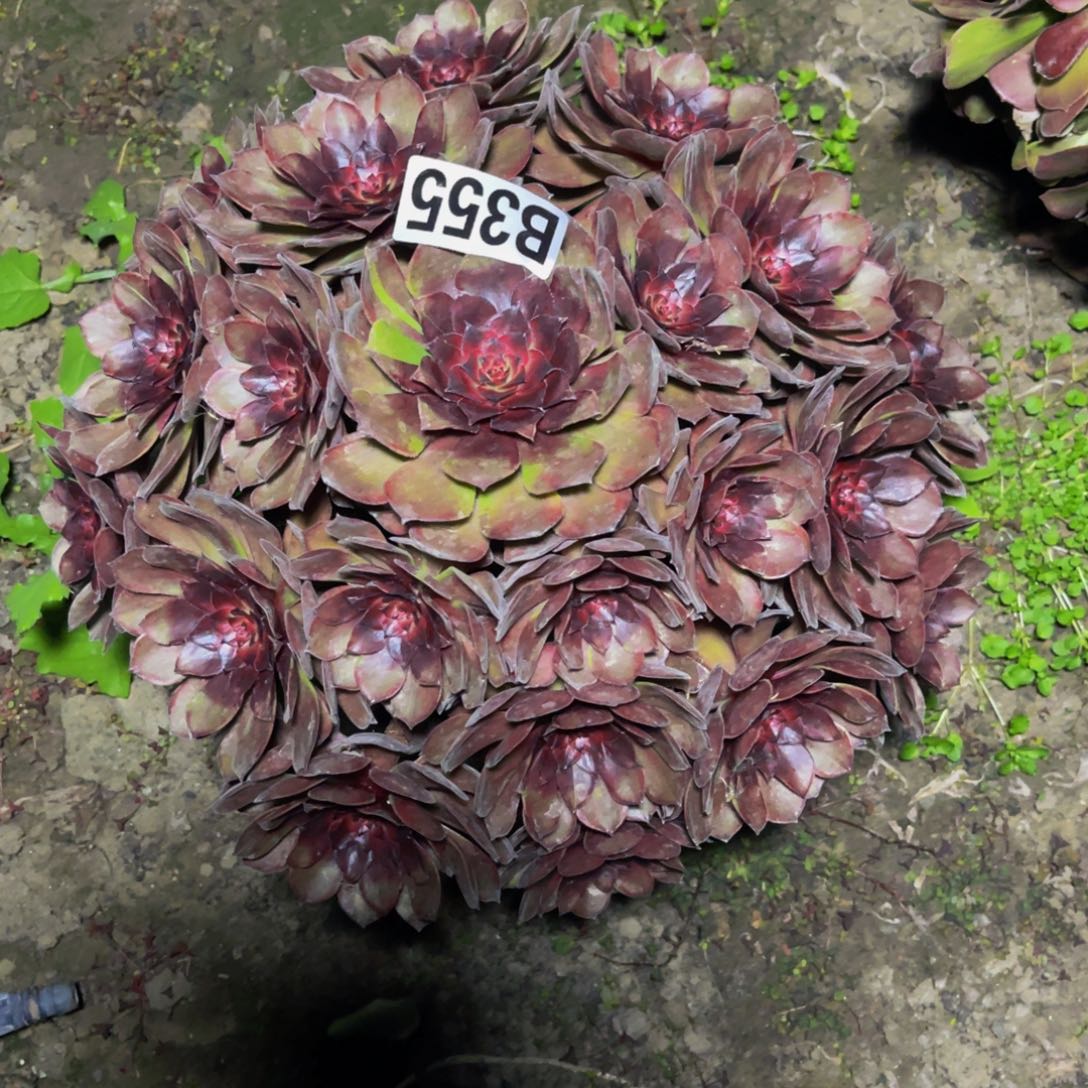 千面男爵28///48包邮