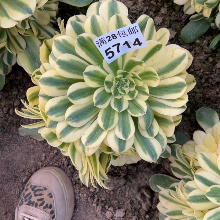 5714南雪莲多肉植物