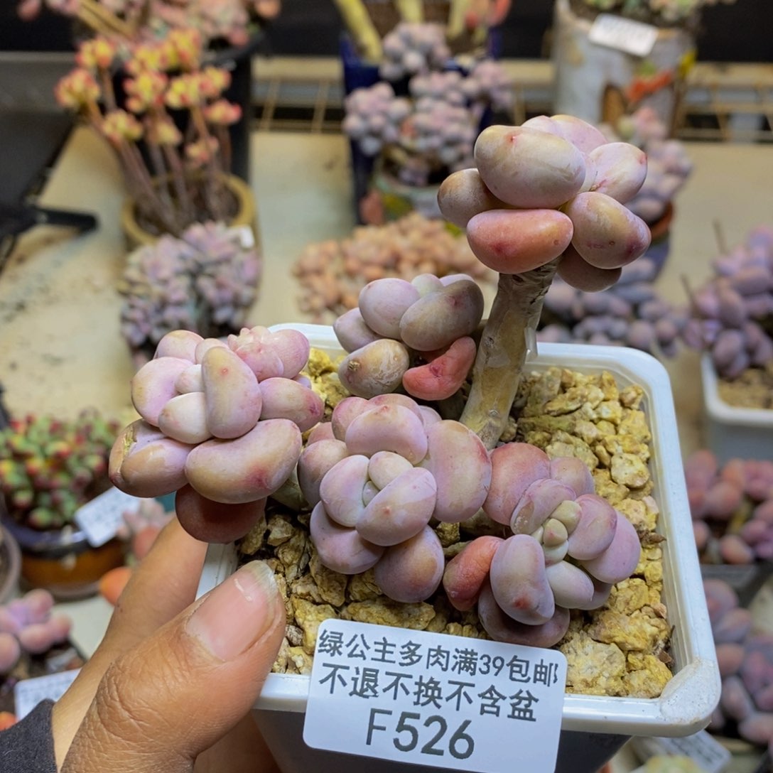 526腰子洛神多肉8c m