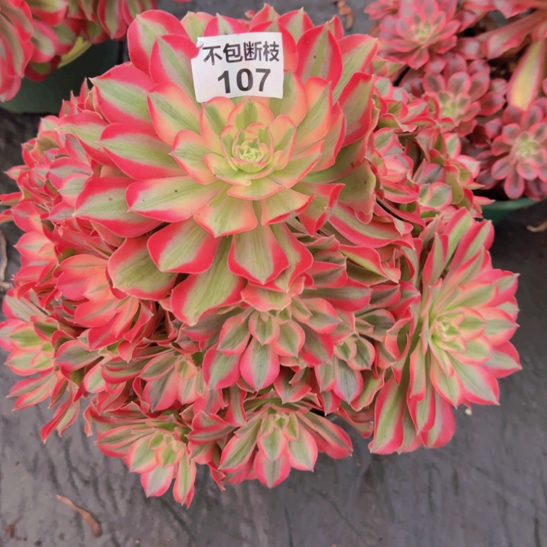 精品多肉植物107