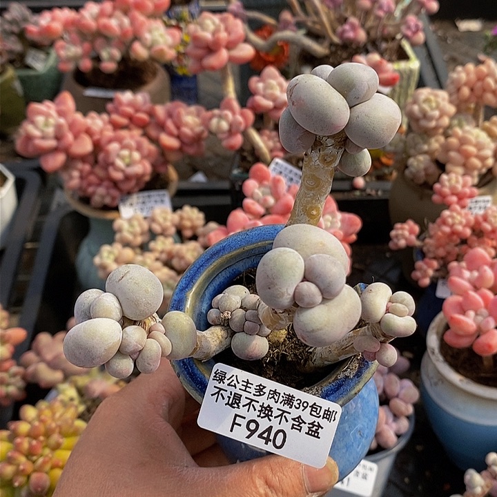 芭比奶洛老桩940多肉植物