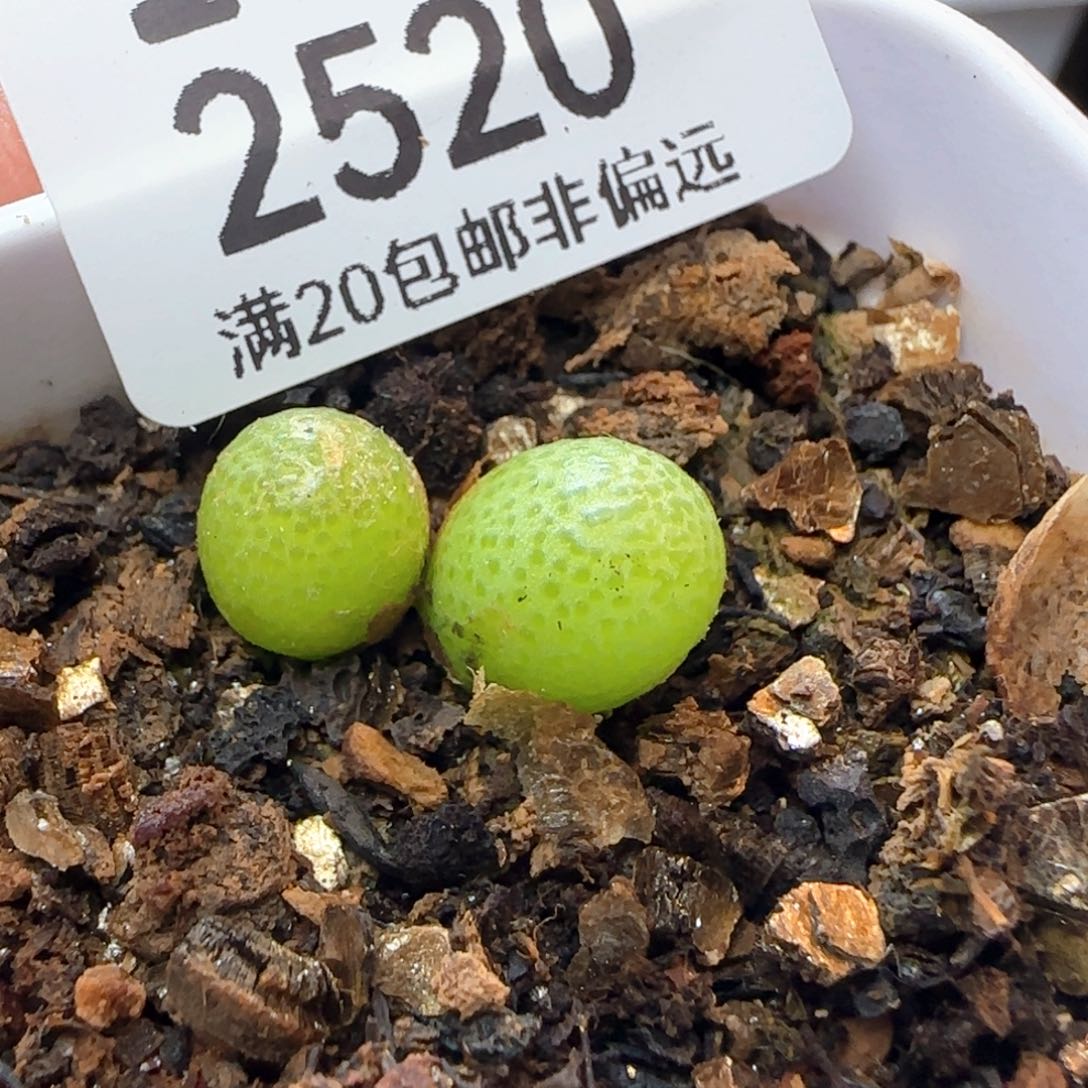 玉米带盆土发货。         