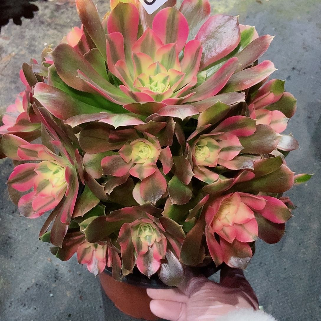 红陶406香妃3多肉