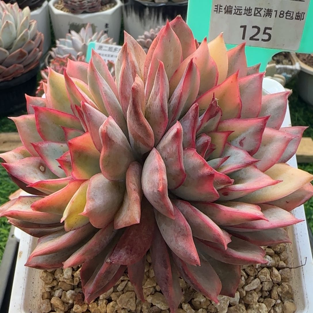 唐二姐多肉编号125