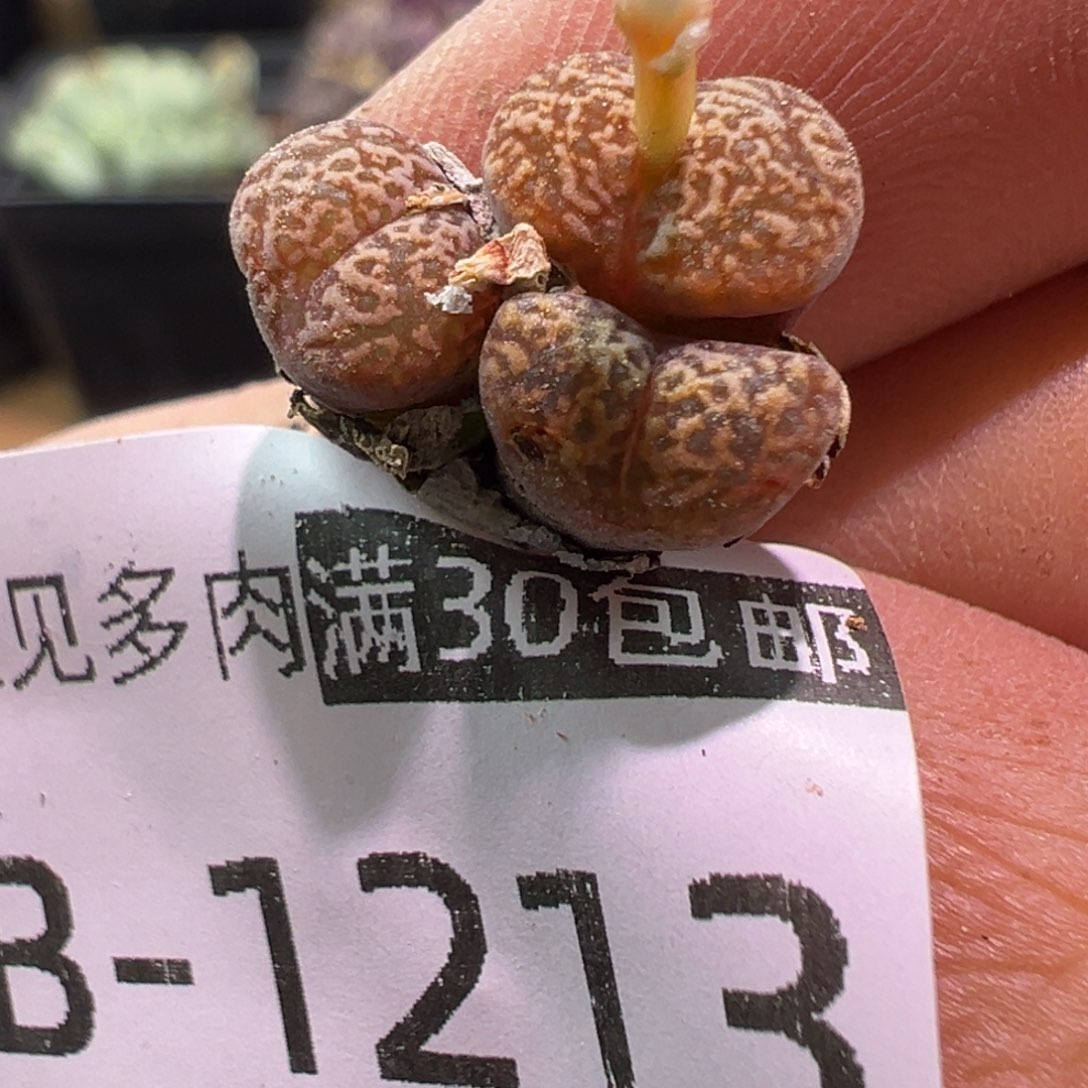 多肉植物11111111111