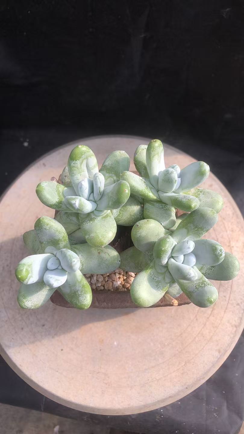 拇指老桩精控 品质货 