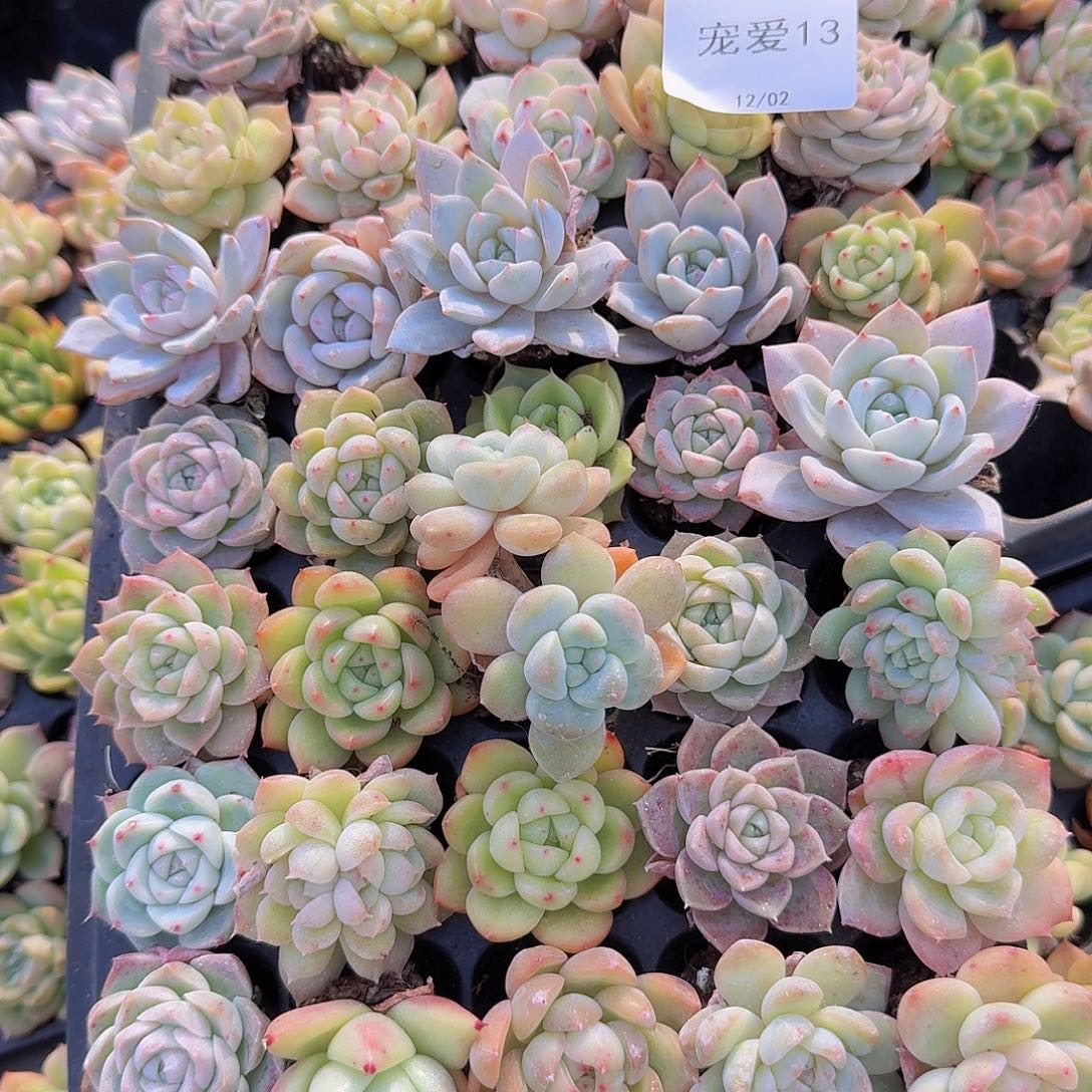 直播福利一物一拍13