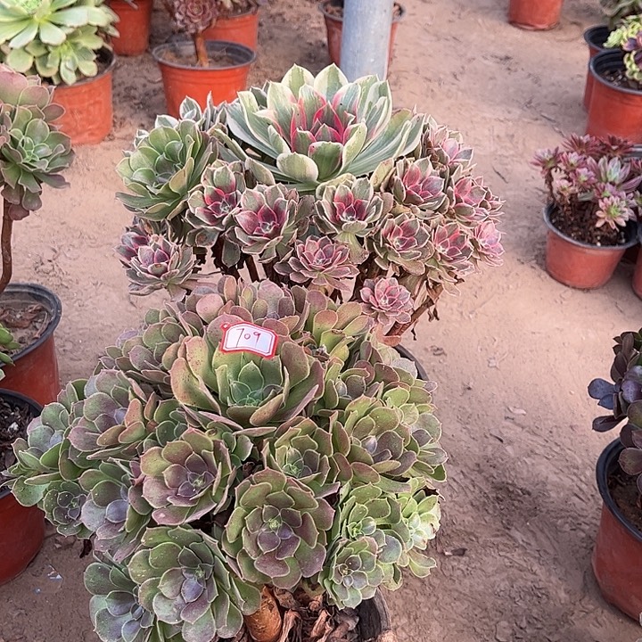 709多肉植物组合，