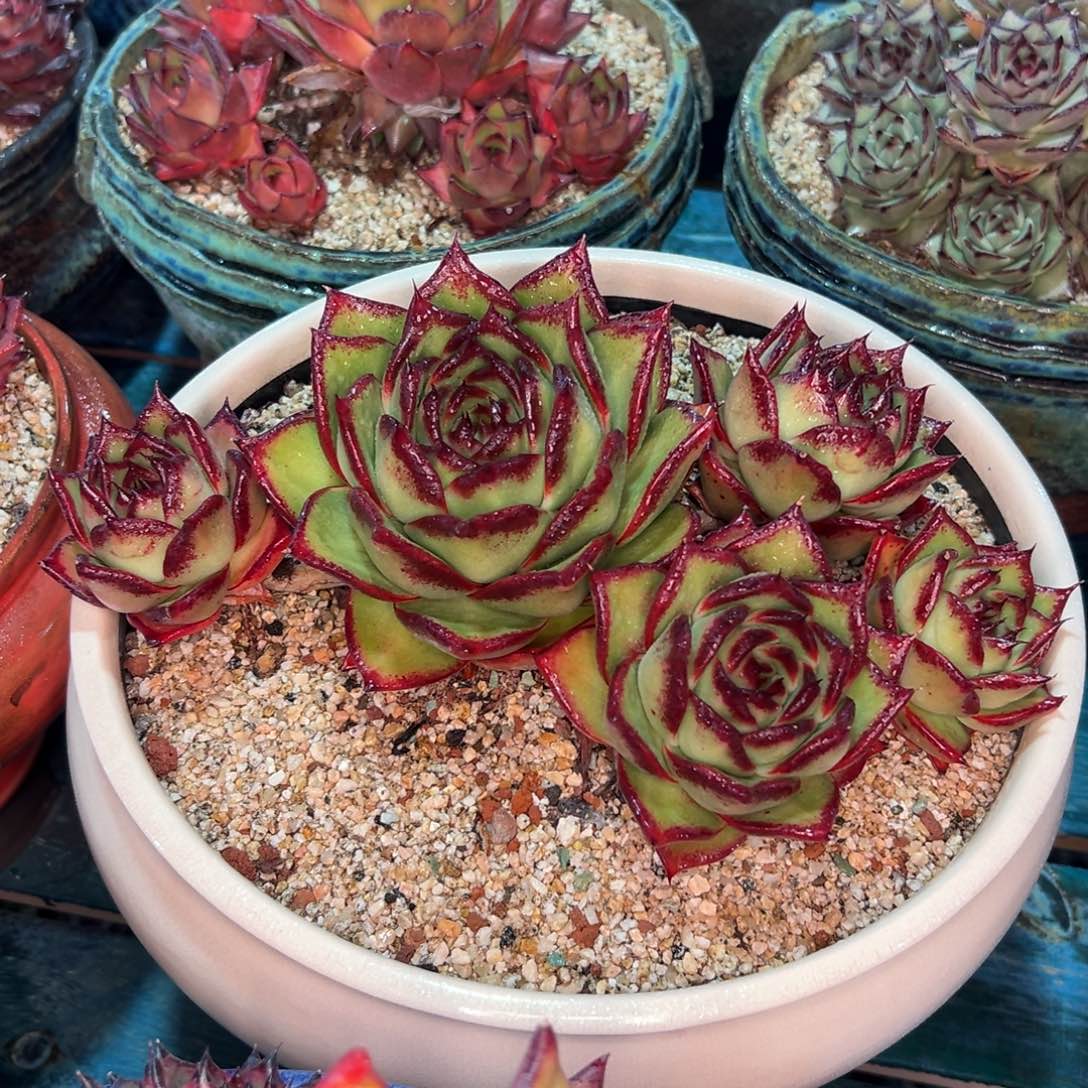 多肉一物一拍0226/878