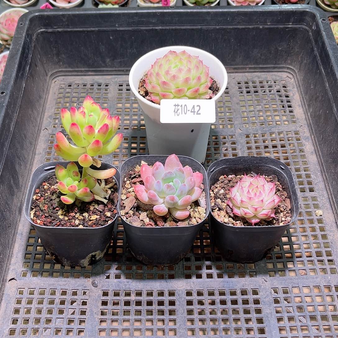 花利美10-42框拍4颗