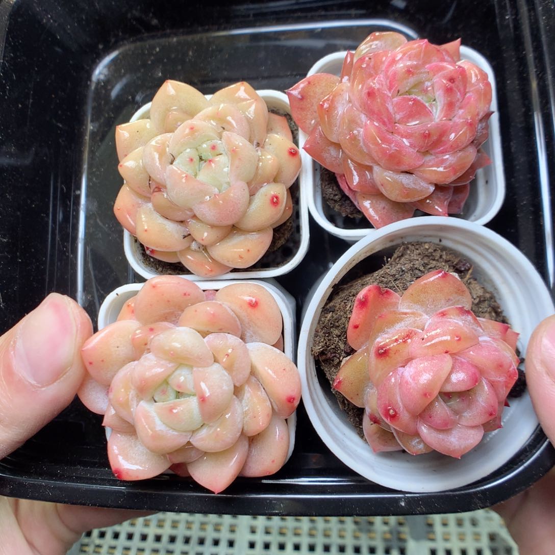 T2y y y y y y y y y y