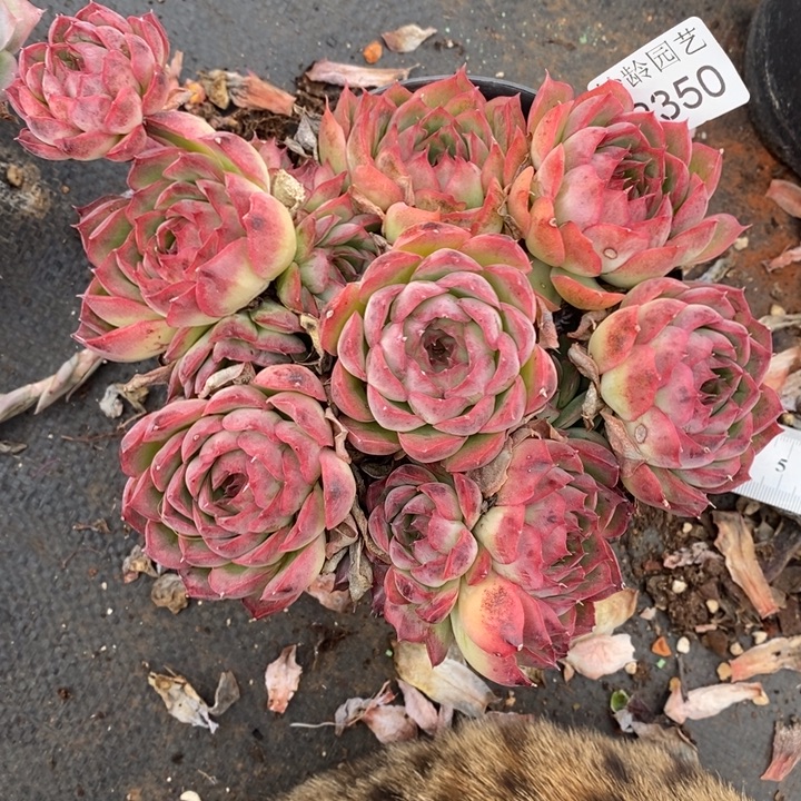 2350叶伤不售后～14厘米