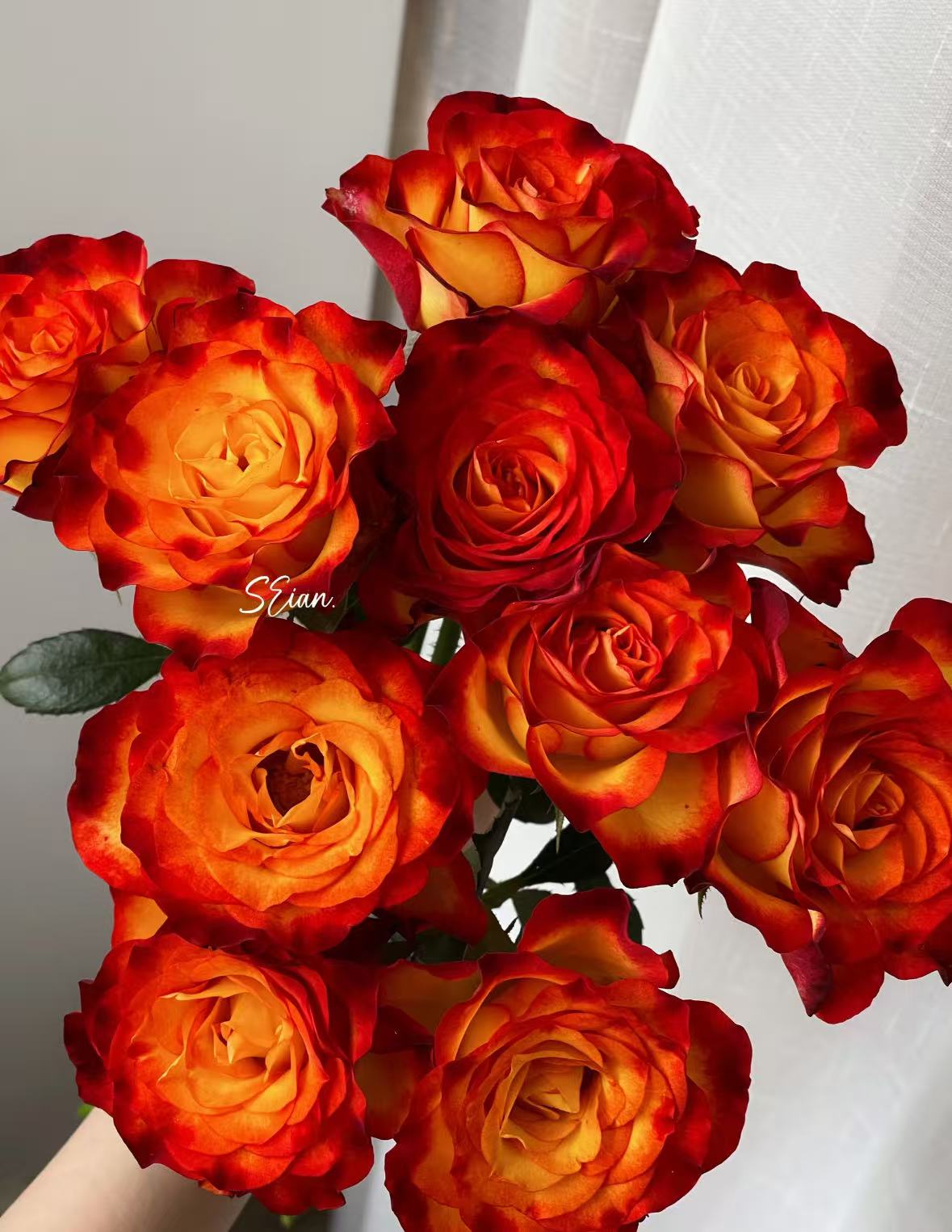 【狂想曲】鲜切花任意满2单升级顺丰或德邦 花期长一单包邮