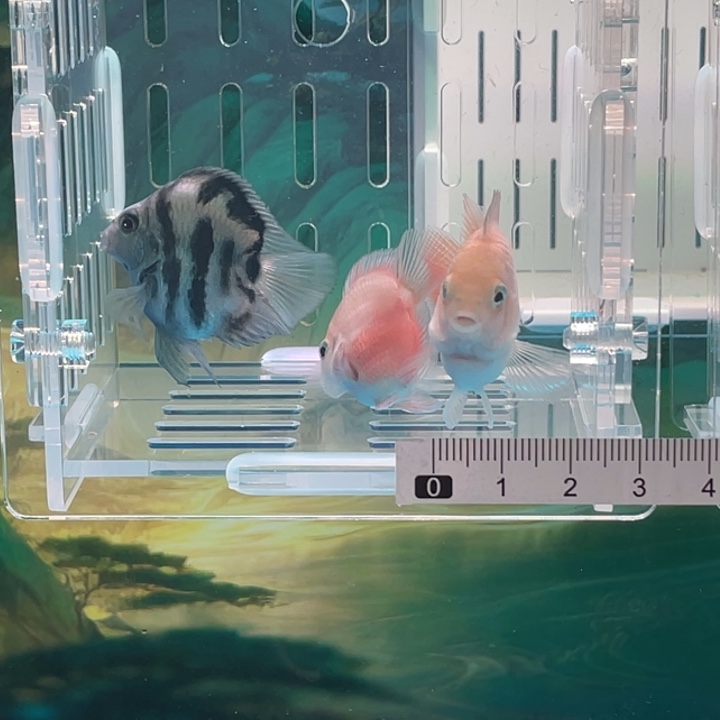 鹦鹉鱼胭脂粉一对配一个宝蓝71号单