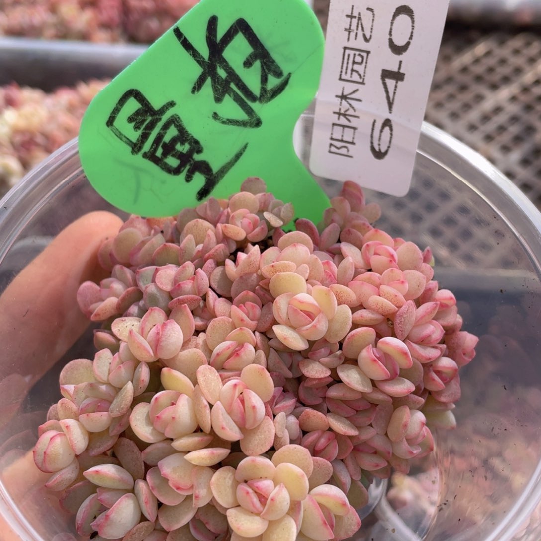 多肉植物多肉植物640
